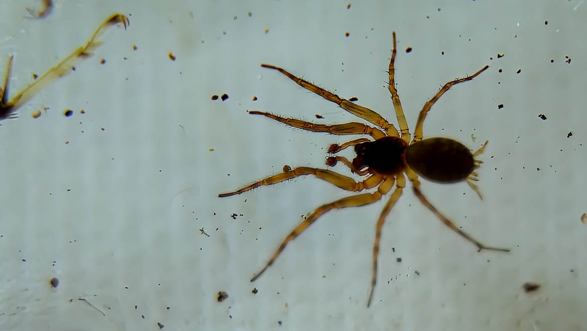 spider under magnification